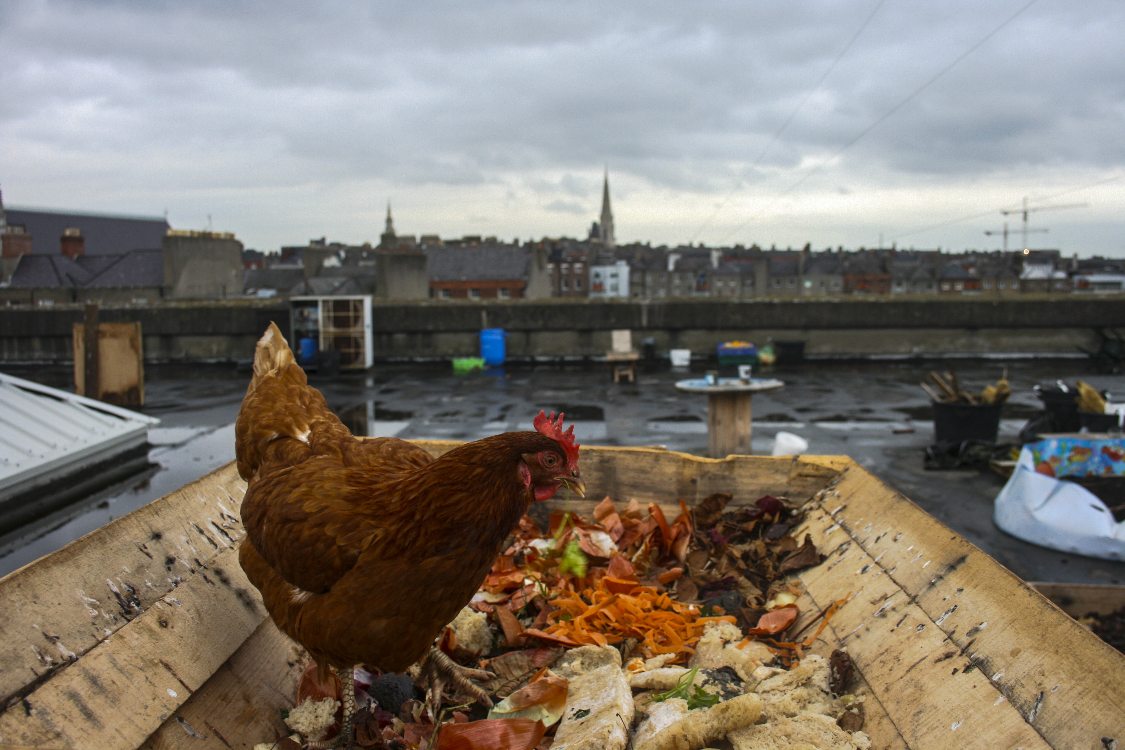Dublin’s Urban Farm