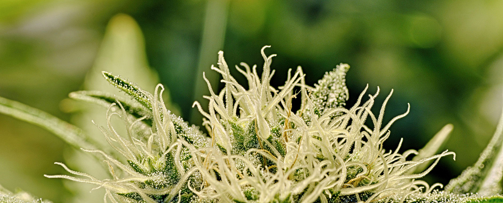 Should the cannabis bill be puff puff passed?