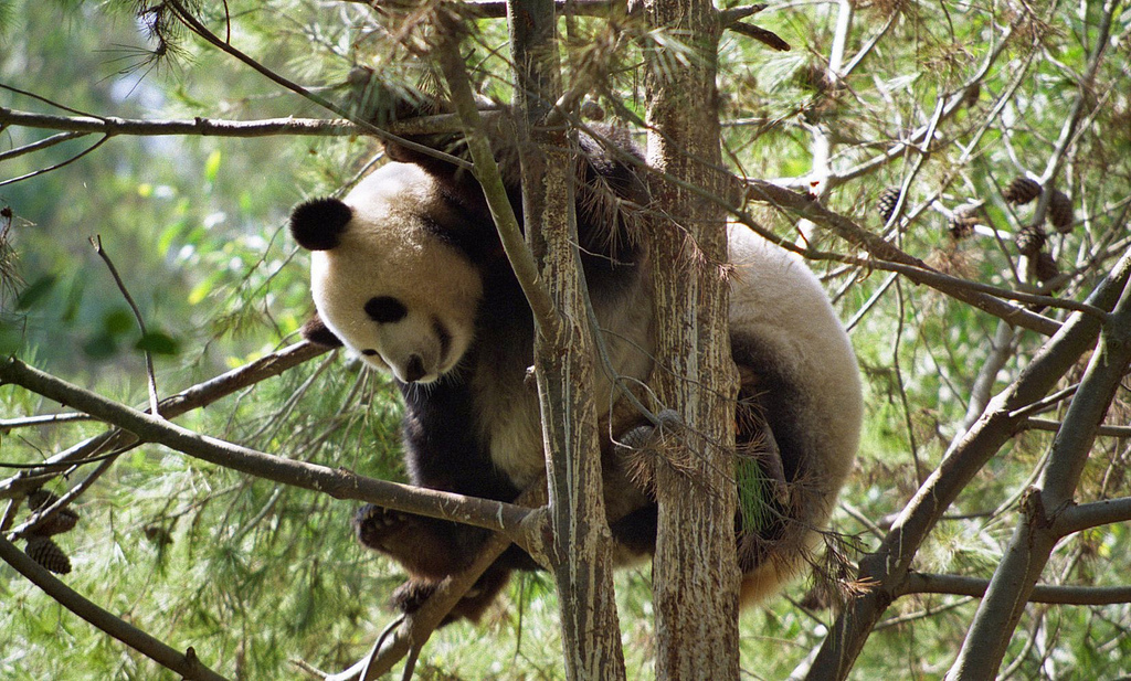 Five animals our kids may never see