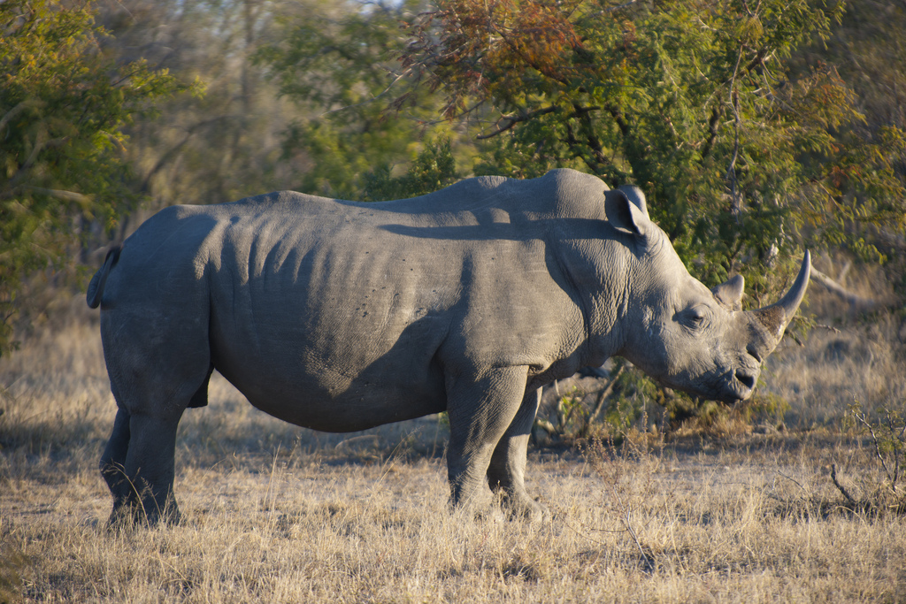 Western black rhino is no more