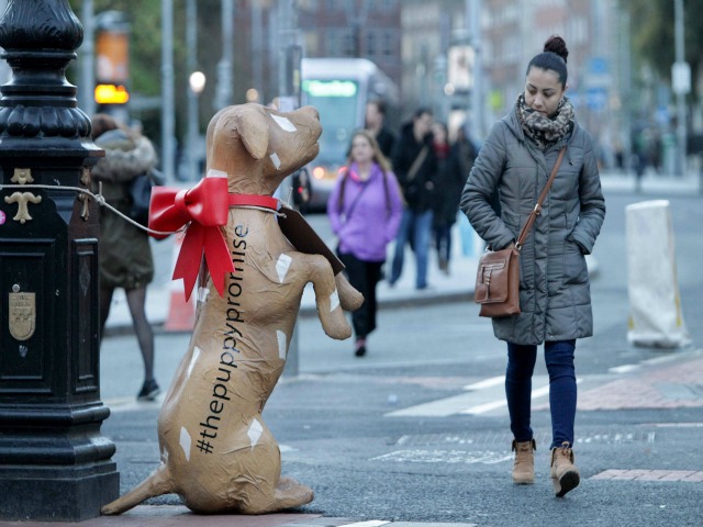 Don’t bark up the wrong tree this Christmas