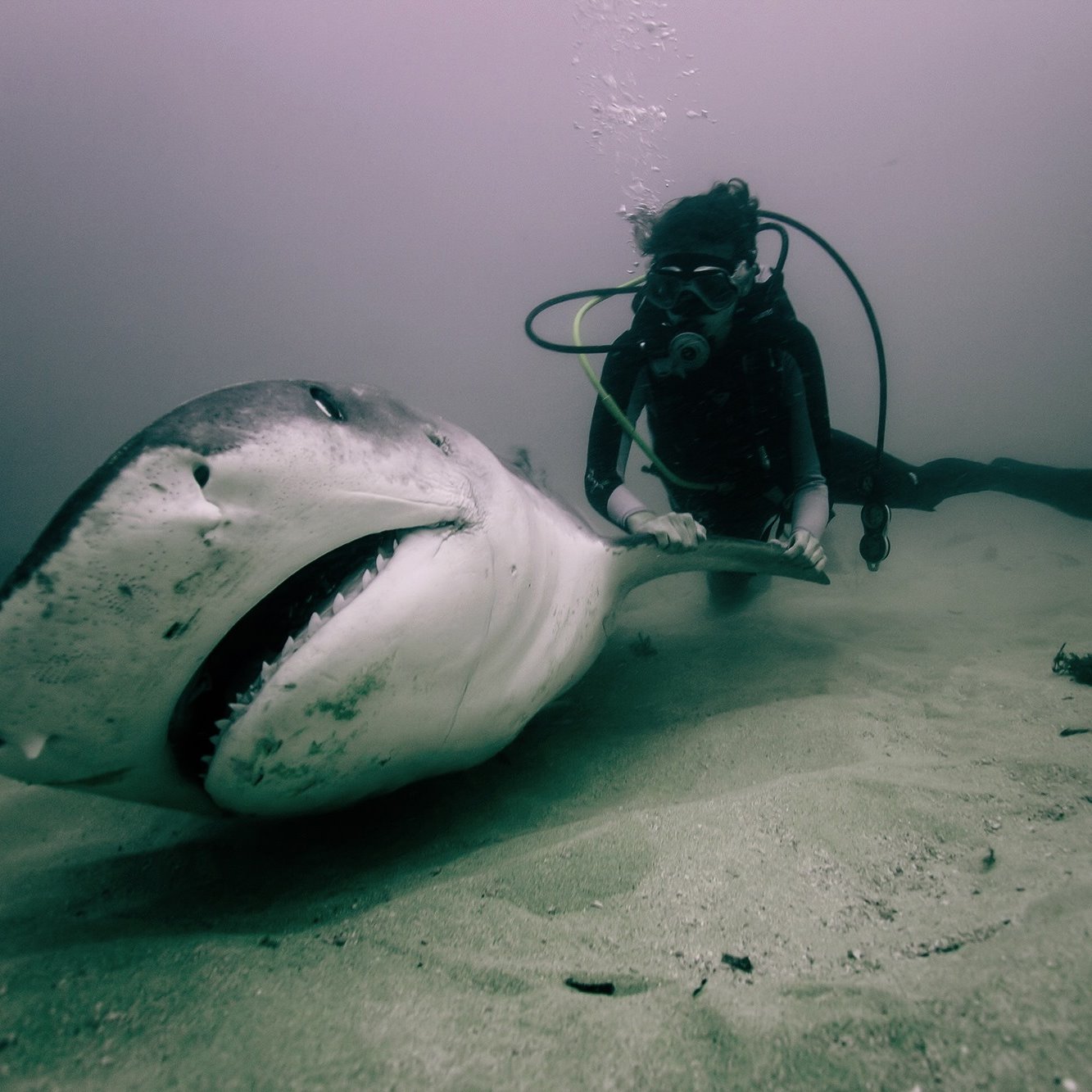 Australian conservationist hunger strikes for shark rights