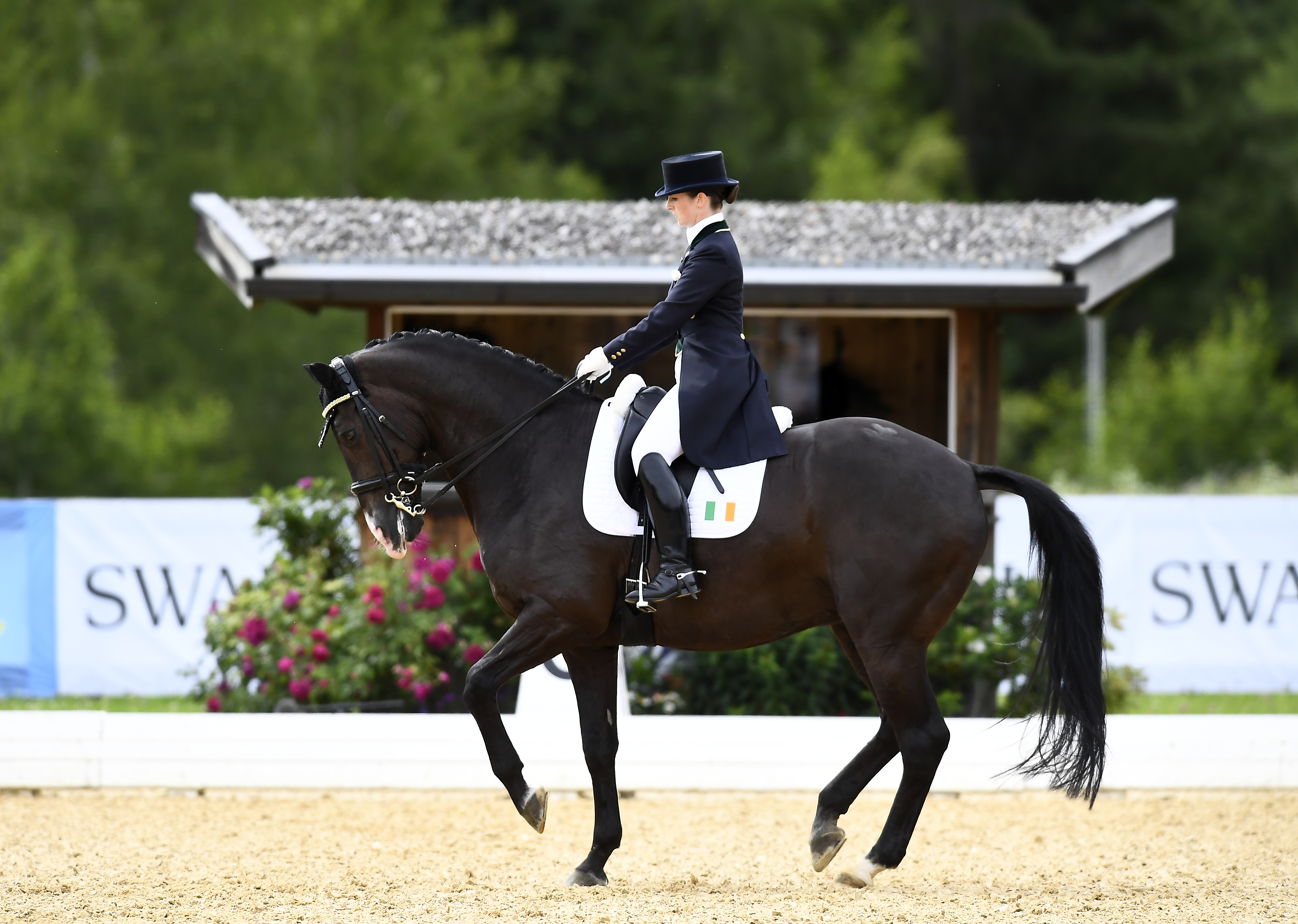 Olympian Reynolds driving a path for grassroots dressage in Ireland