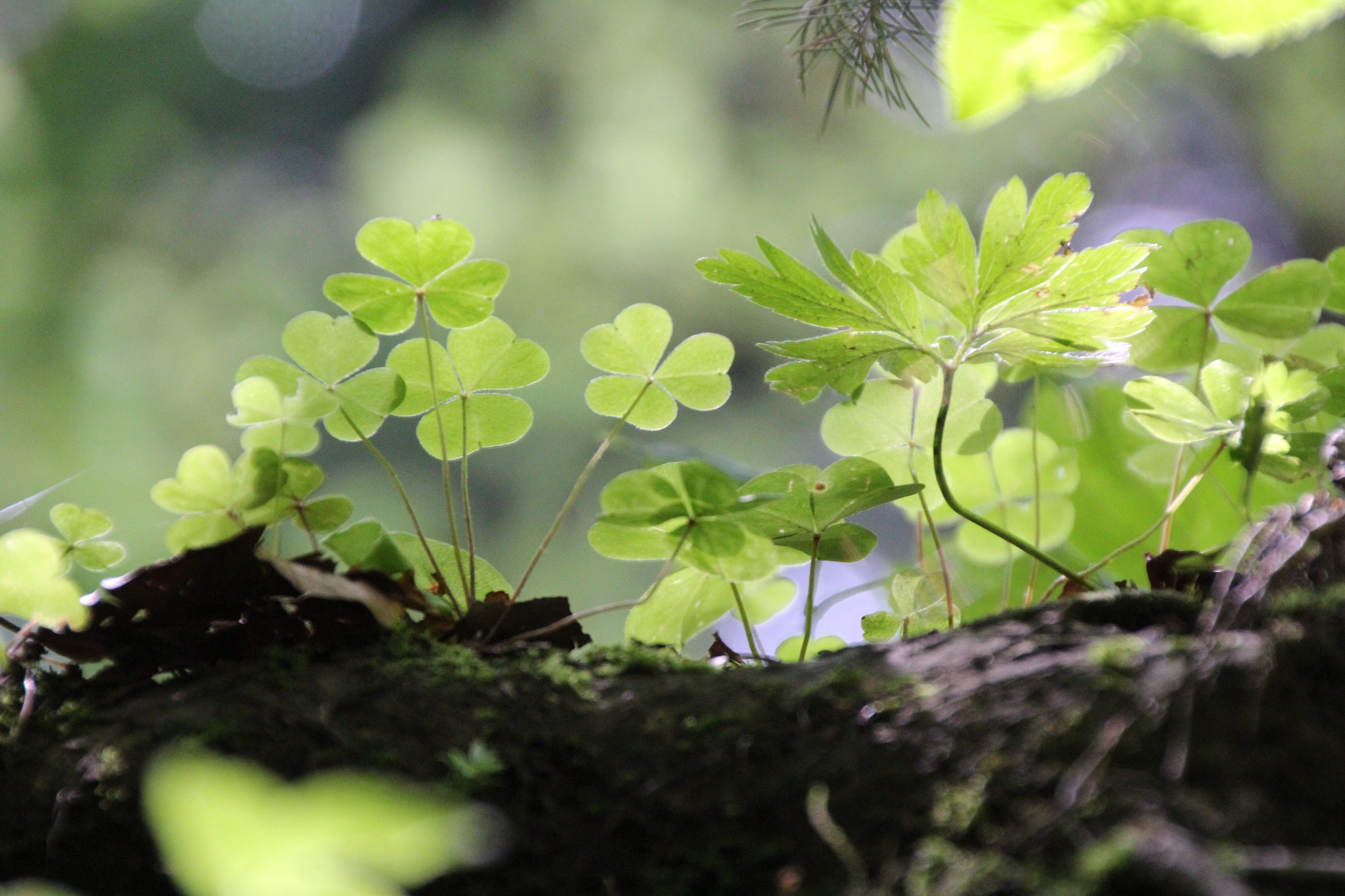 Shamrock Growers in Clover as Sales Set to Rise Once Again