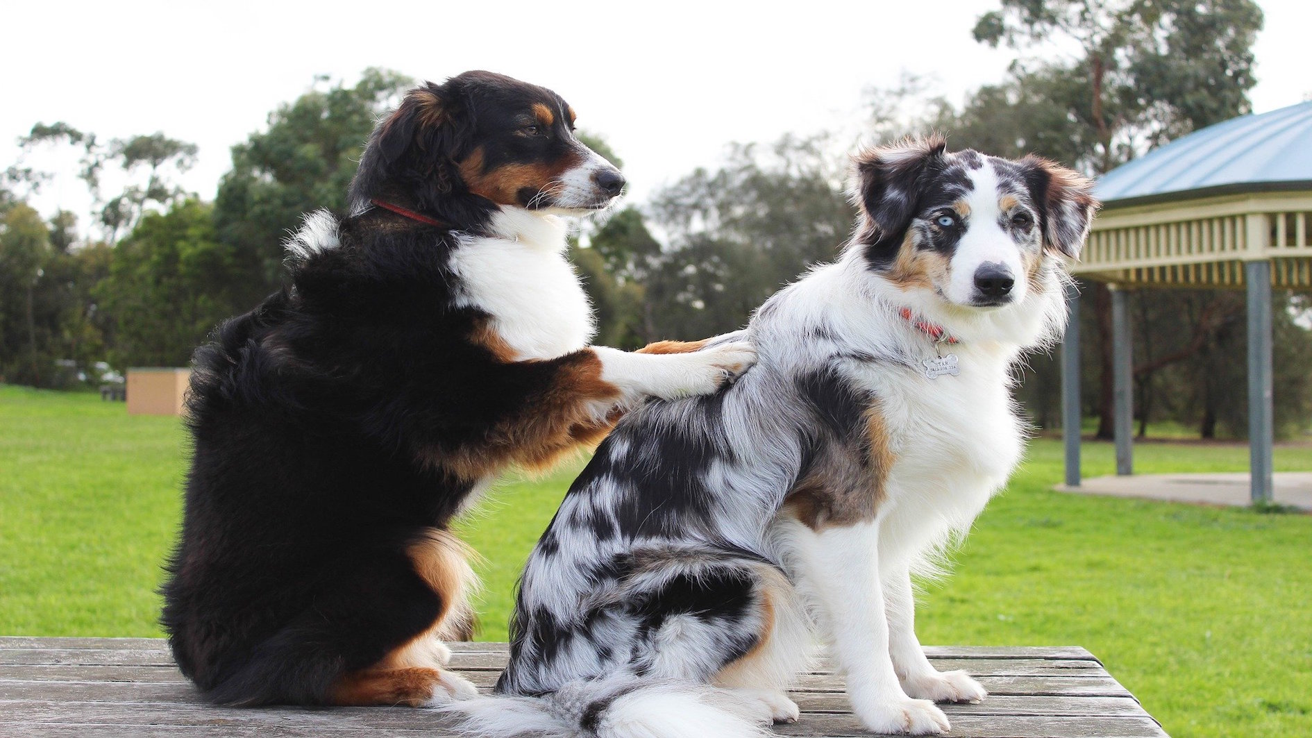 Therapy dogs helping the elderly feel less lonely this Christmas