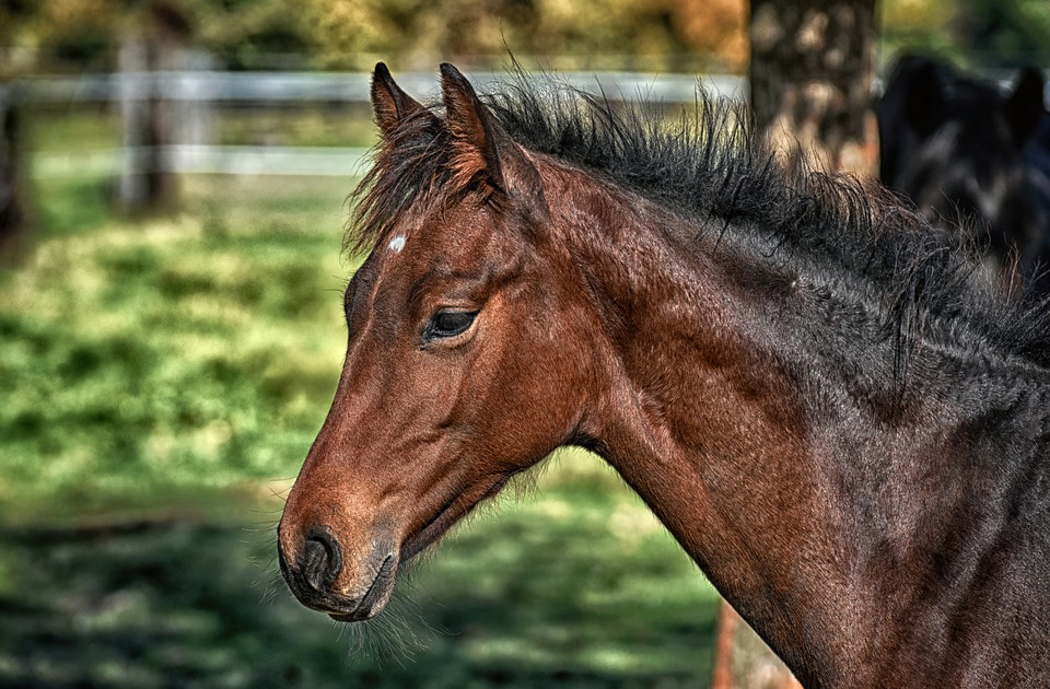 Ninety percent of horses seized in Fingal were euthanised last year
