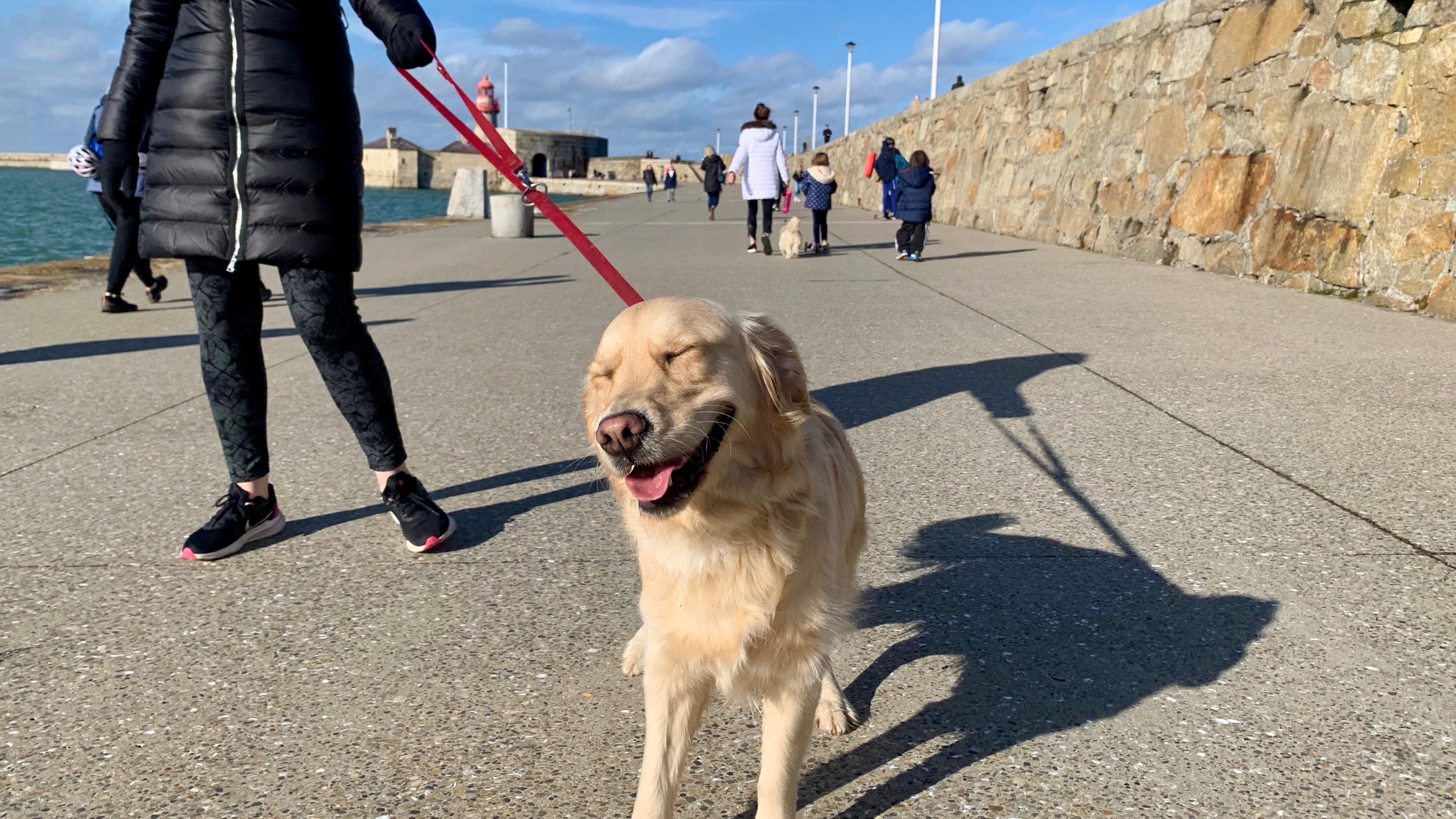 Pups on the pier