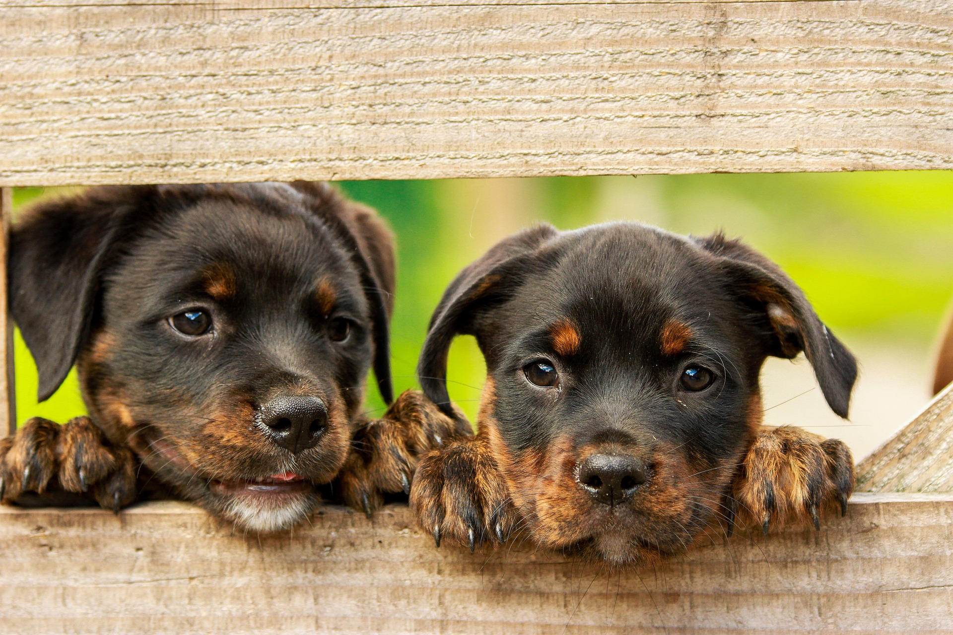 DSPCA puppy play dates