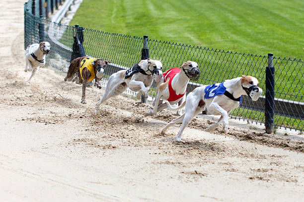 Greyhound Racing: Are we Supporting a Blood Sport?