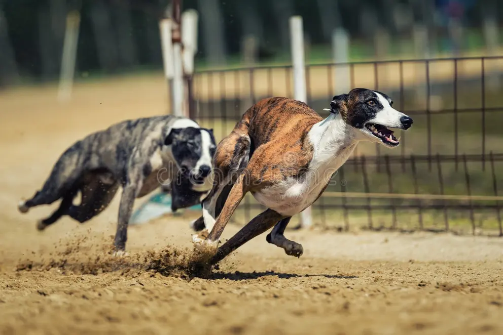 Greyhound Racing Looking Like a Non-runner In Irelands Future.
